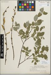 Foto von Salix myrsinifolia Salisb.